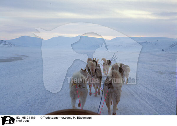 sled dogs / HB-01186