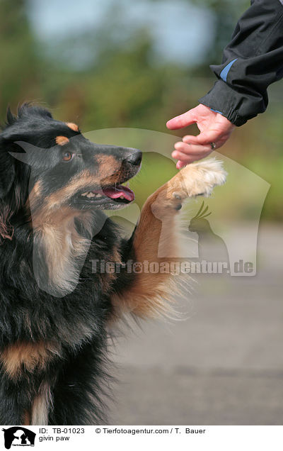 givin paw / TB-01023
