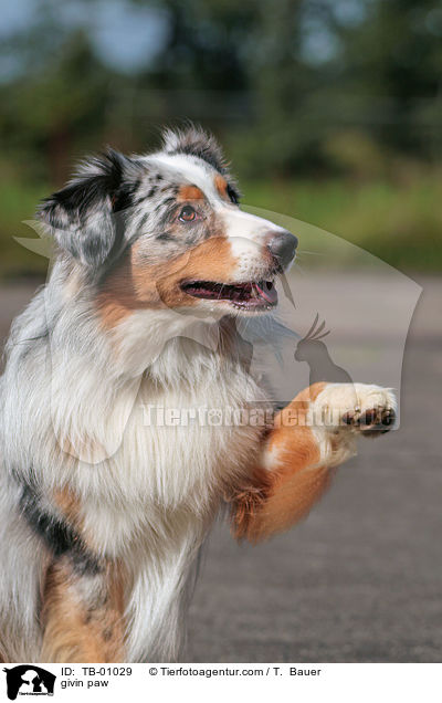 givin paw / TB-01029