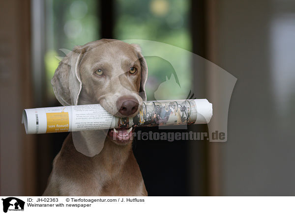 Weimaraner with newspaper / JH-02363