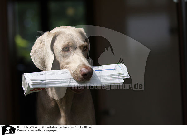 Weimaraner bringt Zeitung / Weimaraner with newspaper / JH-02364