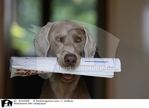 Weimaraner bringt Zeitung / Weimaraner with newspaper / JH-02365