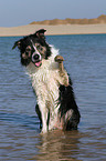 Border Collie is giving paw