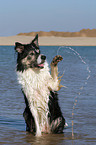 Border Collie is giving paw