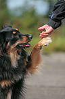 givin paw