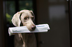 Weimaraner with newspaper