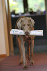 Weimaraner with newspaper