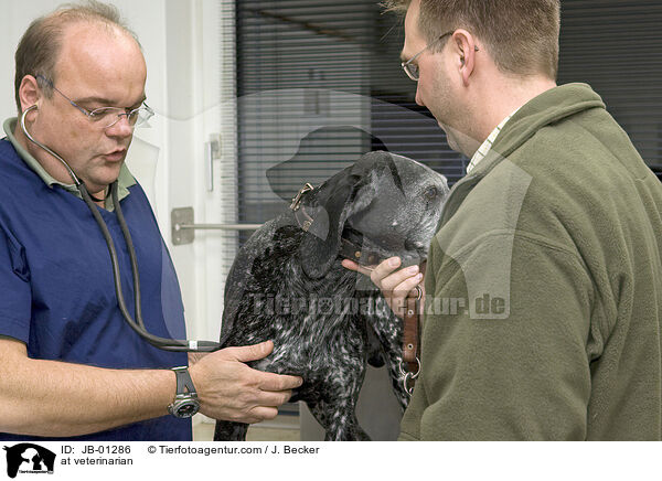beim Tierarzt / at veterinarian / JB-01286