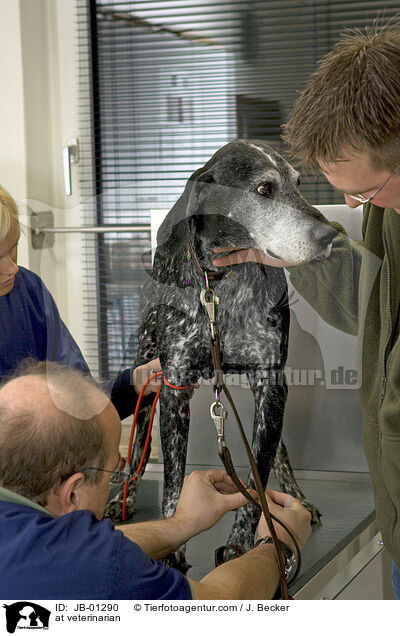 beim Tierarzt / at veterinarian / JB-01290