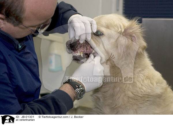 at veterinarian / JB-01301