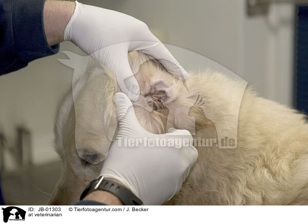at veterinarian / JB-01303