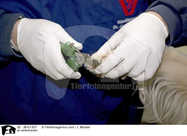 beim Tierarzt / at veterinarian / JB-01307
