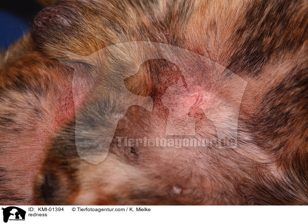 Hautrtung / redness / KMI-01394