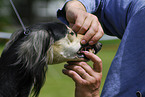 teeth control