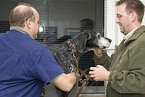 at veterinarian