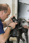 at veterinarian