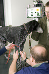 at veterinarian