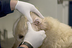 at veterinarian