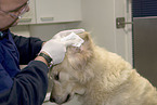 at veterinarian