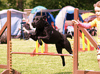 Agility