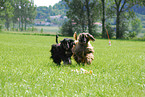 Afghan Hound at coursing