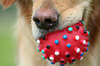 dog mouth