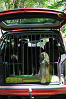 transport