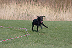 lunge a labrador