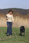 lunge a labrador