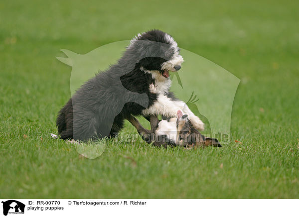 playing puppies / RR-00770