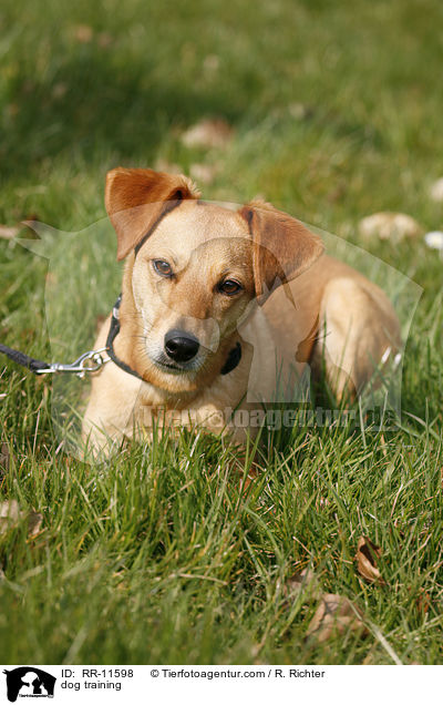 dog training / RR-11598