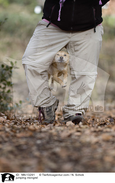 springender Mischling / jumping mongrel / NN-13291