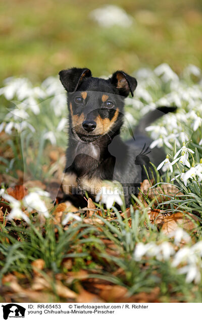junger Chihuahua-Zwergpinscher / young Chihuahua-Miniature-Pinscher / RR-65453
