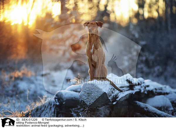 sitting Podenco-Mongrel / SEK-01226