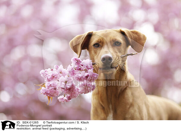 Podenco-Mongrel portrait / SEK-01265