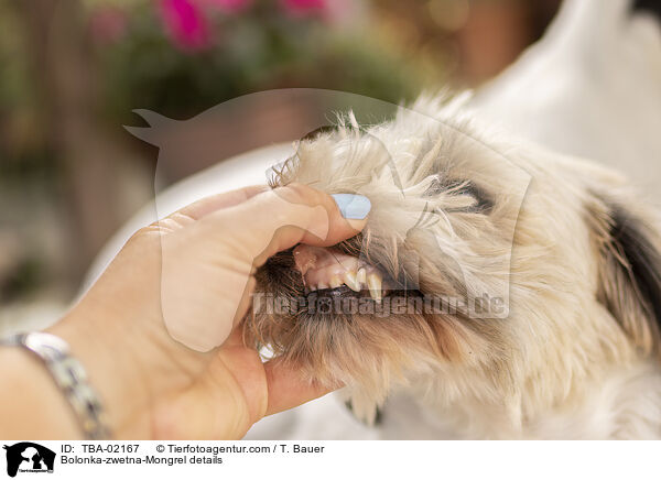 Bolonka-zwetna-Mongrel details / TBA-02167