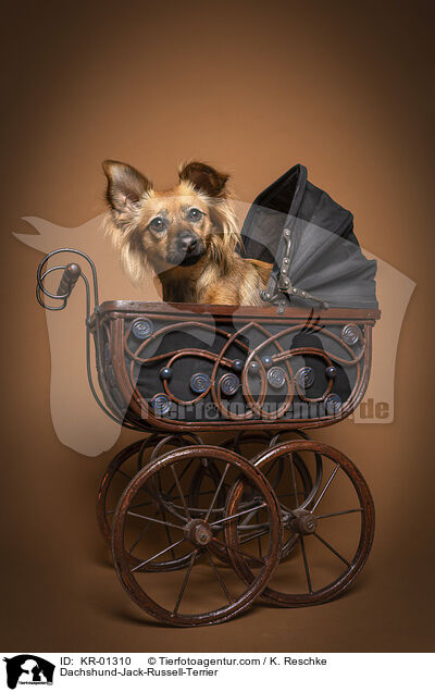 Dackel-Jack-Russell-Terrier / Dachshund-Jack-Russell-Terrier / KR-01310