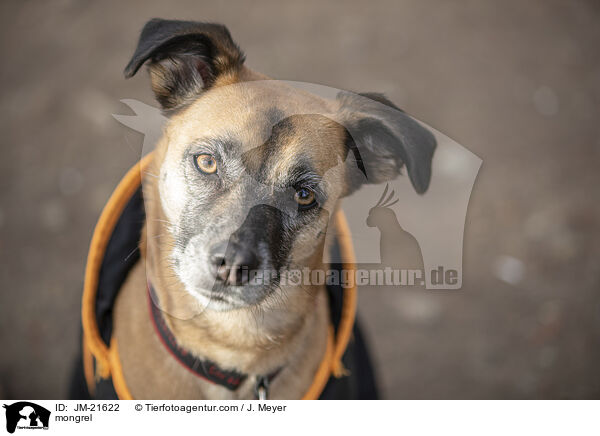 Mischling / mongrel / JM-21622
