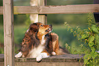 Australian-Shepherd-Mongrel on wooden bridge