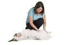 Terrier-Mongrel at physiotherapy