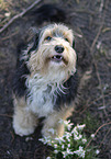 Powderpuff-Cocker-Spaniel