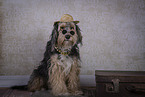 Powderpuff-Cocker-Spaniel