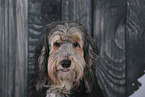 Powderpuff-Cocker-Spaniel