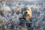 Powderpuff-Cocker-Spaniel