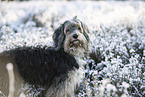 Powderpuff-Cocker-Spaniel