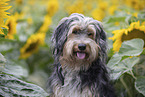 Powderpuff-Cocker-Spaniel