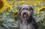 Powderpuff-Cocker-Spaniel