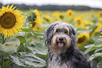 Powderpuff-Cocker-Spaniel