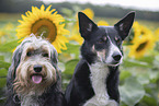 dogs
