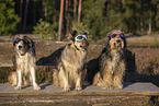mongrels